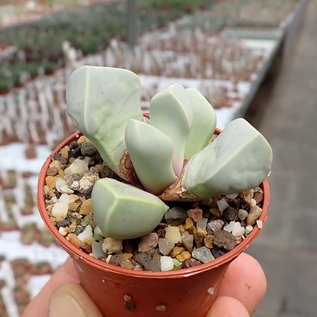 Lapidaria margaretae