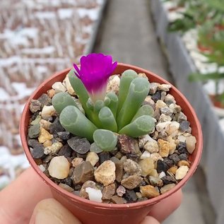 Frithia pulchra