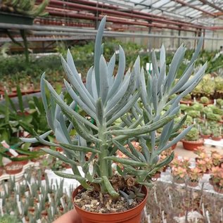 Senecio cylindrica