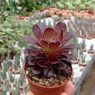 Aeonium arboreum v. atropurpureum