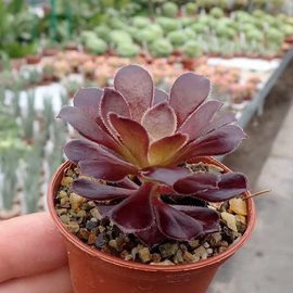 Aeonium arboreum v. atropurpureum