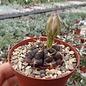 Gymnocalycium damsii v. tucavocense