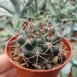 Gymnocalycium neuhuberi