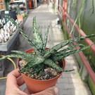 Aloe fragilis   Vohemar, Madagaskar   CITES, not outside EU