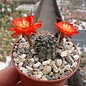 Rebutia steinmannii v. potosina EH 10059 Südliche Potosina, bolivien