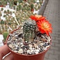 Rebutia steinmannii v. potosina EH 10059 Südliche Potosina, bolivien