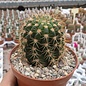 Echinopsis-Hybr. Andenken an Dr. Stauch X Trichocereus Flying Saucer-Hybr. Orange California