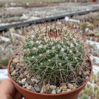 Mammillaria craigii  PN 455 n. Mineral Polanco, Buenavista, Mineral Polanca, Chih