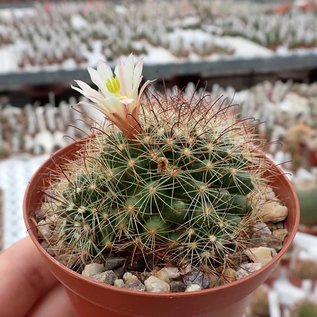 Mammillaria carretii