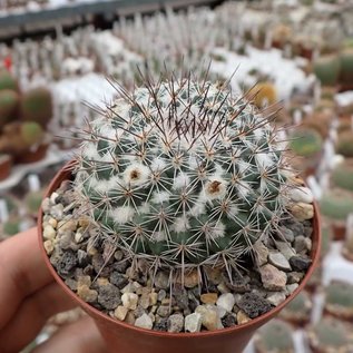 Mammillaria cobrensis  MH 14/92 Areponapuchi, Abstieg 1.Hütte,Chih.