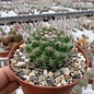 Mammillaria chaletii  PN 637 Tayoltita, (Friedhof), San Ignacio, km 3.4, Dgo