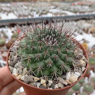 Mammillaria chaletii  PN 545 Mina de Bacis, Cardos, Dgo.