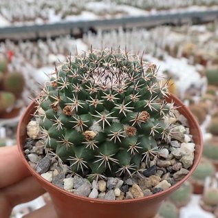 Mammillaria chaletii  PN 638 Las Huertas, Guasamey (Friedhof), Las Huertas, km 7.5, Dgo.