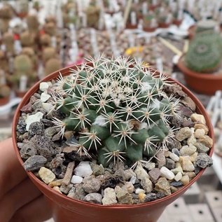 Mammillaria glareosa aff.