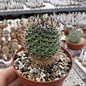 Mammillaria gigantea ssp. hamiltonhoytiae Rog 559 Cerro El Zamorano, Qro.