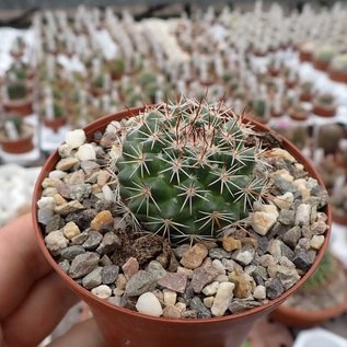 Mammillaria lindsayi  H.O.399 La Reforma, Chih.