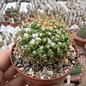 Mammillaria lindsayi  PN 559 Potrero de Cancio- Zapote de Madriles, Sin.