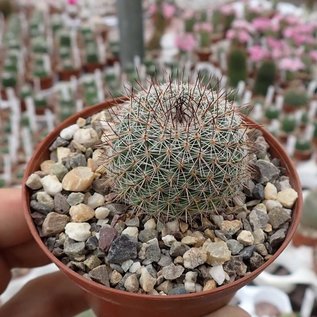 Mammillaria standleyi  K 300 La Aduana, Son.