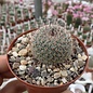 Mammillaria standleyi  K 300 La Aduana, Son.