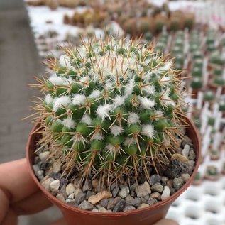 Mammillaria scrippsiana v.autlanensis H.O.561 Villa Corona-Autlan de Navarro