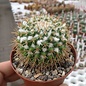 Mammillaria scrippsiana v.autlanensis H.O.561 Villa Corona-Autlan de Navarro