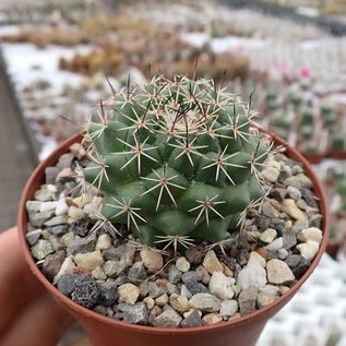 Mammillaria scrippsiana fa. JMC 6058 La Buenavista, Yonora- San Miguel de las Espinas, km 13, Dgo.