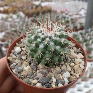 Mammillaria scrippsiana  SB 717 Magdalena, Jal.