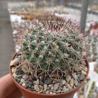 Mammillaria temorisensis  MH 18/92 Est. Temoris, Chih.