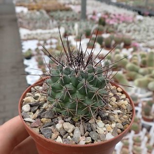 Mammillaria wagneriana  PN 645 Mex 54, km 243.5, Villanueva, Zapoqui, Zac.