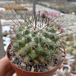 Mammillaria wagneriana  PN 603 Monte Escobedo-Huejucar, Km 10,5, Jal.