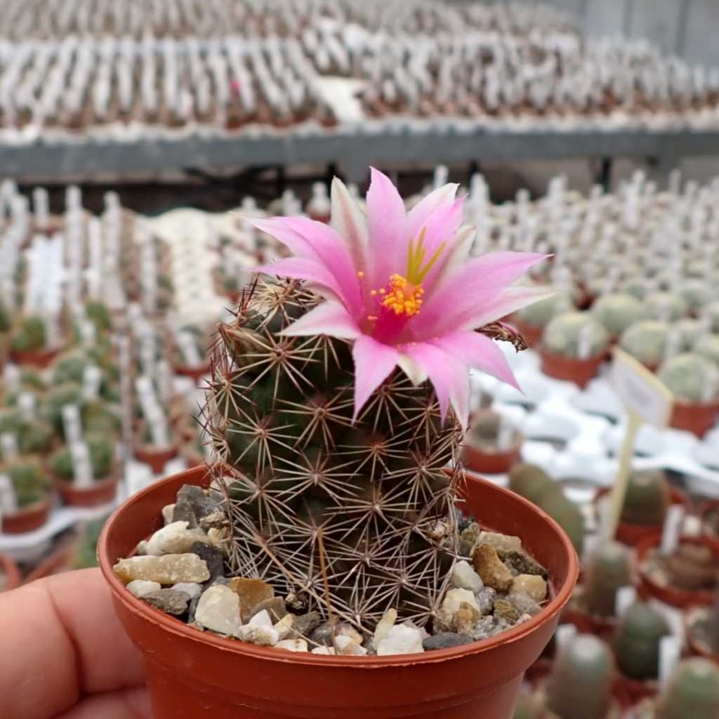 Mammillaria mazatlanensis v. monocentra Uhlig Kakteen more than