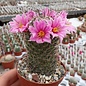 Mammillaria grahamii  L 701 Laguna de Santa Maria, Chih., 1800 m