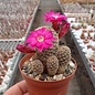 Sulcorebutia breviflora v. Blüte magenta L 314 Rio Caine, Bolivien