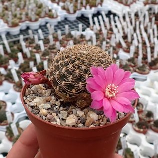 Sulcorebutia breviflora v. Blüte magenta L 314 Rio Caine, Bolivien