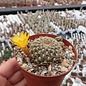 Sulcorebutia breviflora v. Blüte gelb L 314 Rio Caine, Bolivien