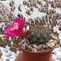 Sulcorebutia heinzii  HS 151a Totora - Omereque, km 34, 2800 m