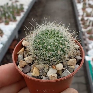 Sulcorebutia glomeriseta