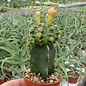 Gymnocalycium mihanovichii cv. Green Cap    gepfr.