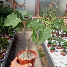 Jatropha curcas