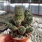 Rebutia malochii aff.