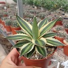 Agave lophantha cv. Multicolor