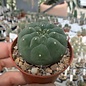 Matucana madisoniorum