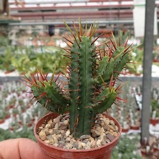 Euphorbia enopla