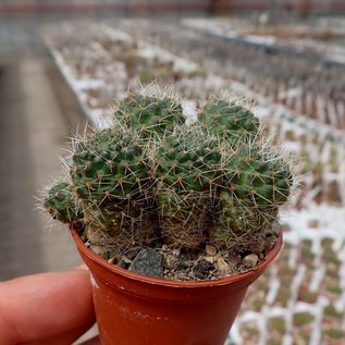 Rebutia wahliana  WR 654 Tarija, Iscayachi, Tarija