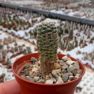 Rebutia albidula