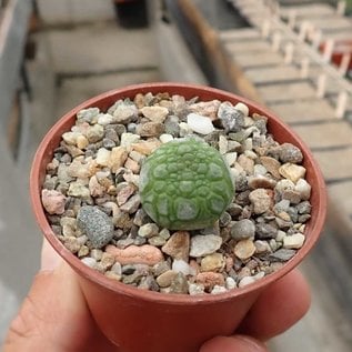 Pseudolithos cubiformis