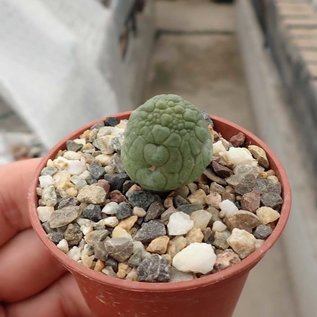 Pseudolithos cubiformis