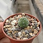 Pseudolithos migiurtinus