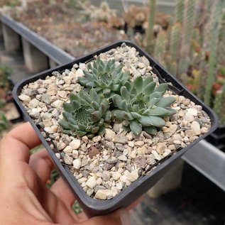 Orostachys fimbriata   Mongolei    (dw)