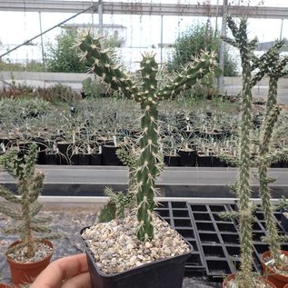 Cylindropuntia imbricata cv. Krätschmer      (dw)